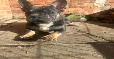 French Bulldog dogs - Advert 3