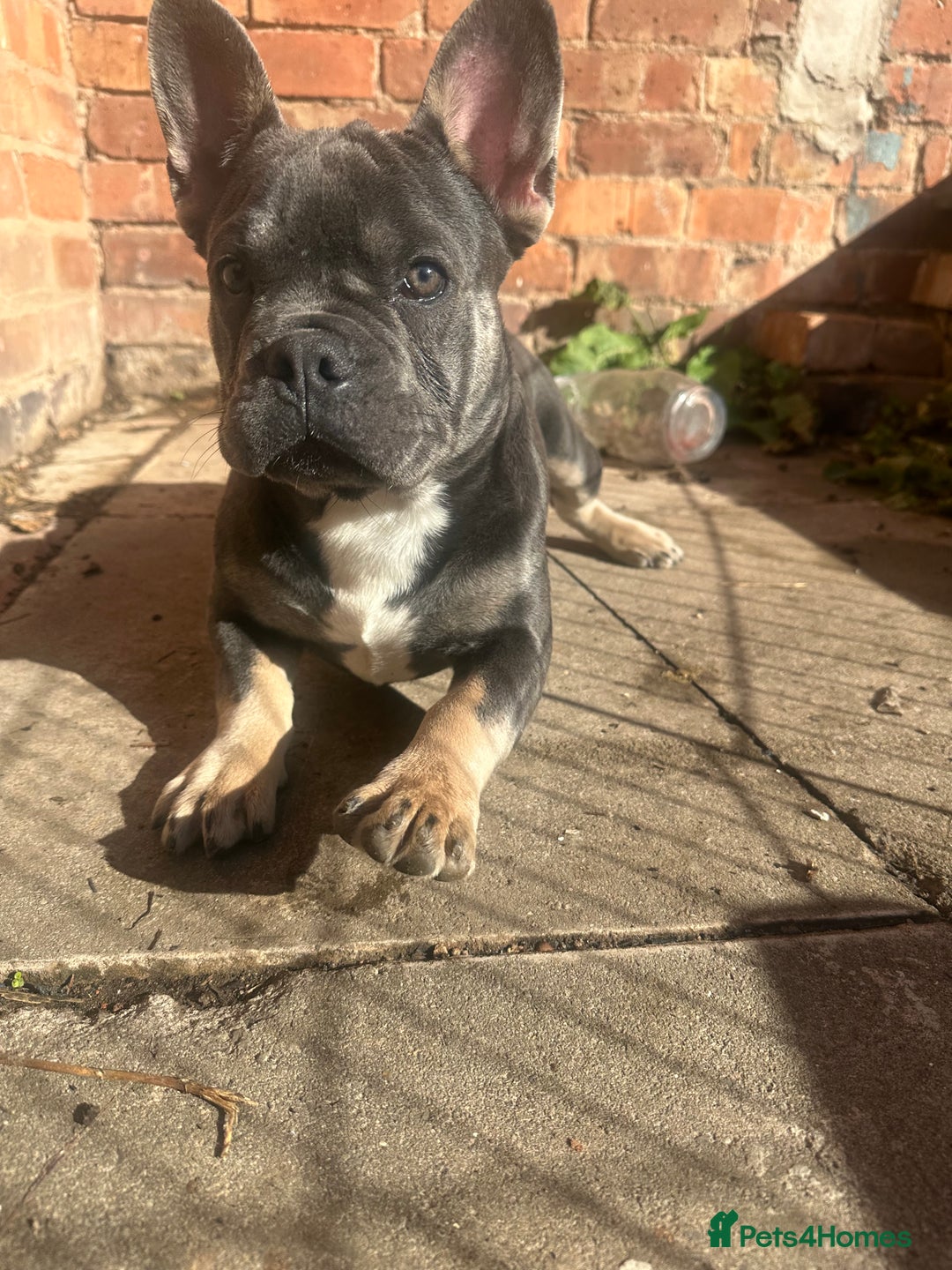 French Bulldog dogs for sale: French bulldog puppy Blue & Tan - Image 3
