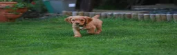 Cocker Spaniel dogs for sale: Gorgeous Working Cocker Spaniel Pups  - Advert 12