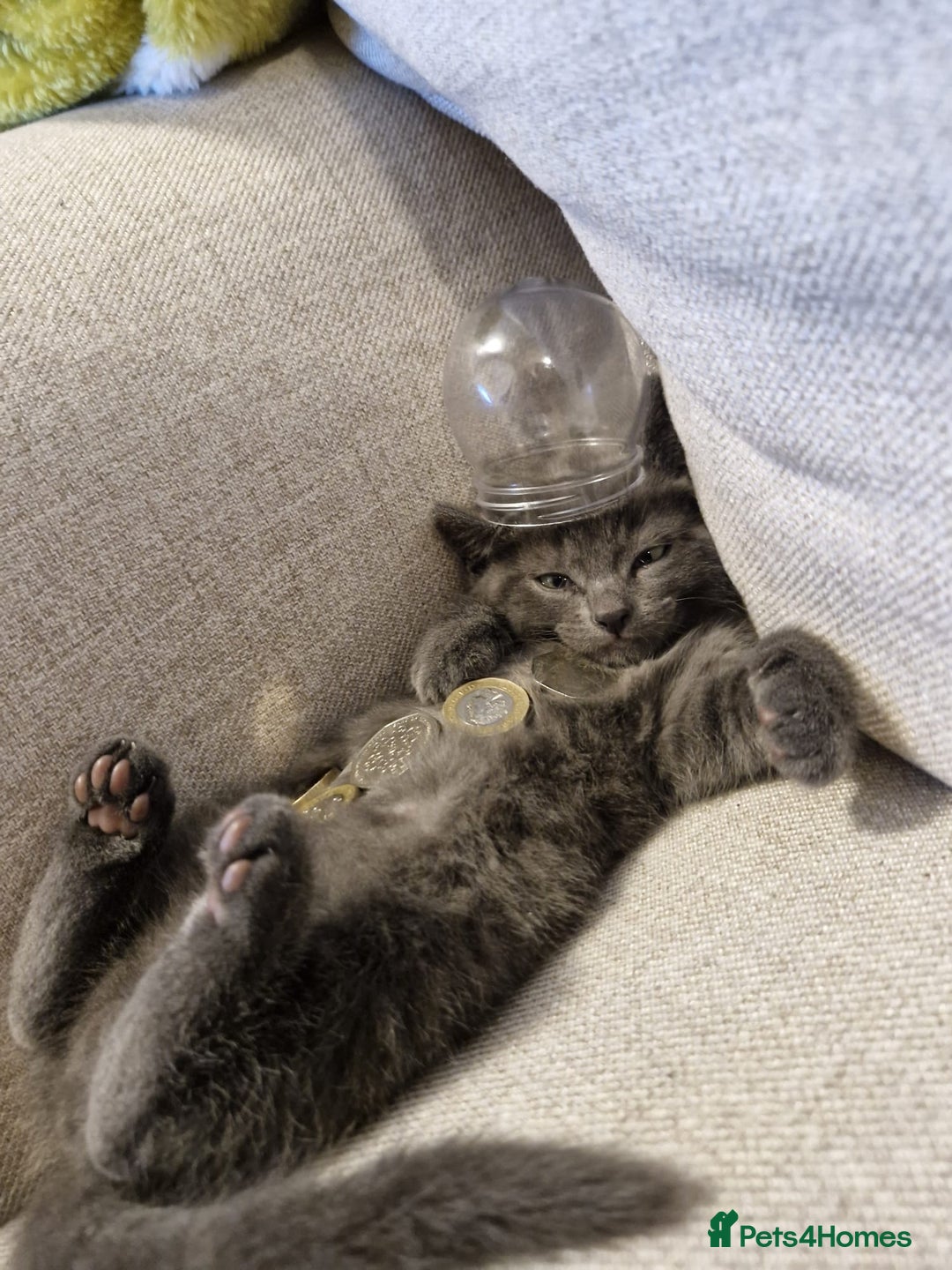 Mixed Breed cats for sale: Healthy cute grey baby boy kitten - Advert 5