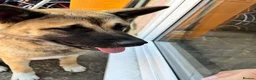 Akita dogs for sale: Beautiful brown coat Akita  - Advert 9