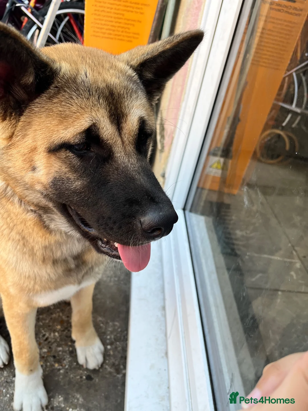 Akita dogs for sale: Beautiful brown coat Akita  - Advert 9