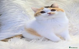 British Shorthair cats for sale: Amazing loving British shorthair kittens  - Image 2