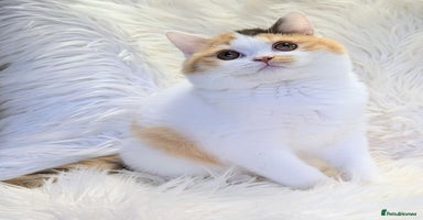 British Shorthair cats - Advert 13