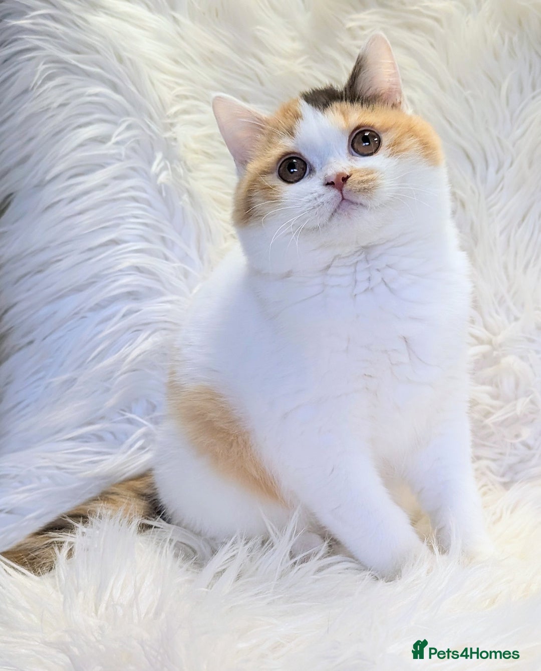 British Shorthair cats for sale: Amazing loving British shorthair kittens  - Image 2