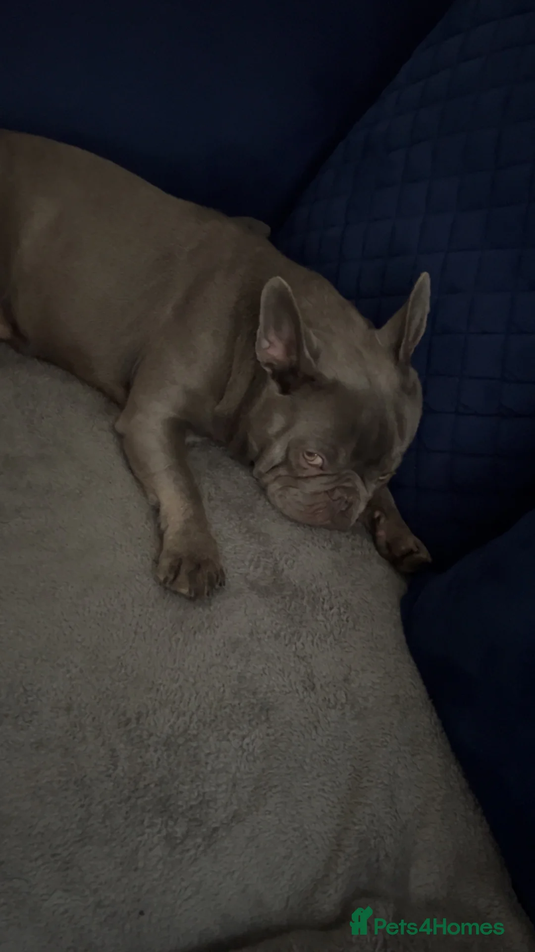French Bulldog dogs for sale: French bulldog very loving friendly 3 years - Advert 2