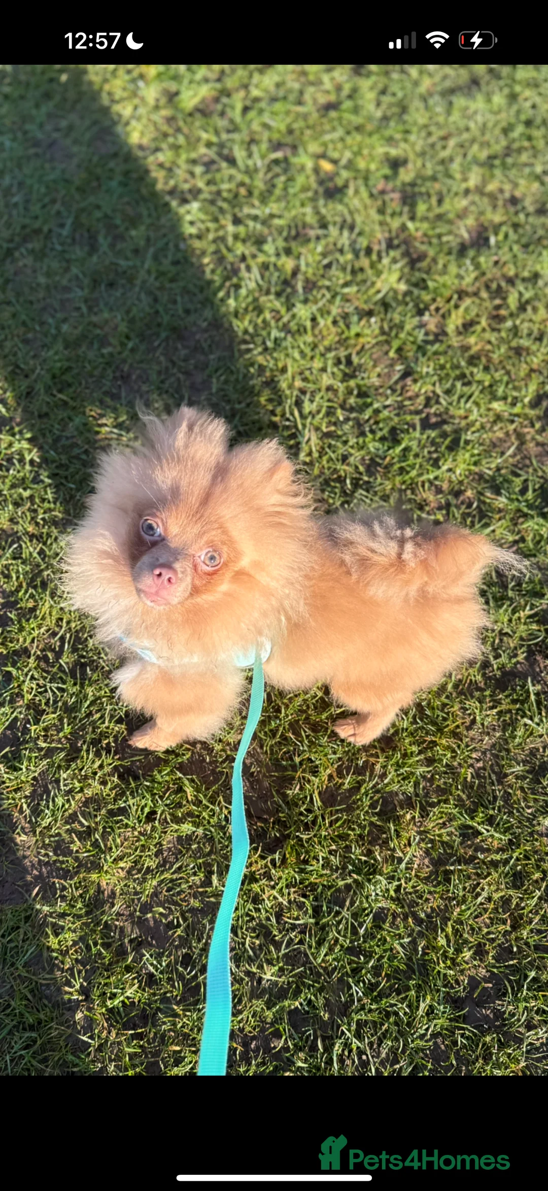 Pomeranian dogs for sale: Green eyed Pomeranian male  in Bonnyrigg - Advert 2