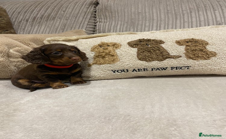 Dachshund dogs - Advert 10