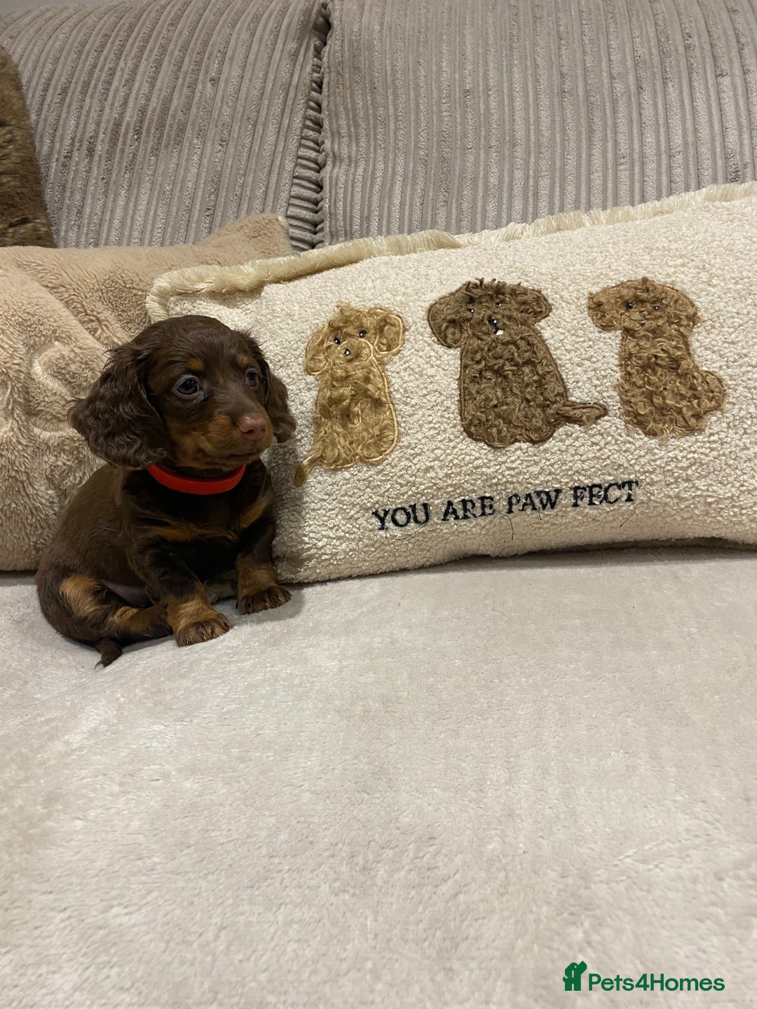 Dachshund dogs for sale: 4 long haired miniature dachshunds. - Image 1