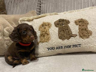 Dachshund dogs - Advert 5