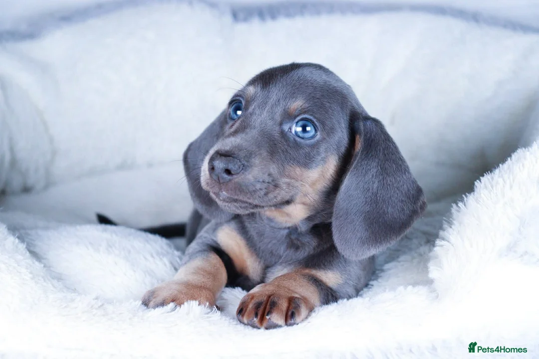 Dachshund dogs for sale: Miniature Dachshund Puppies - Advert 3
