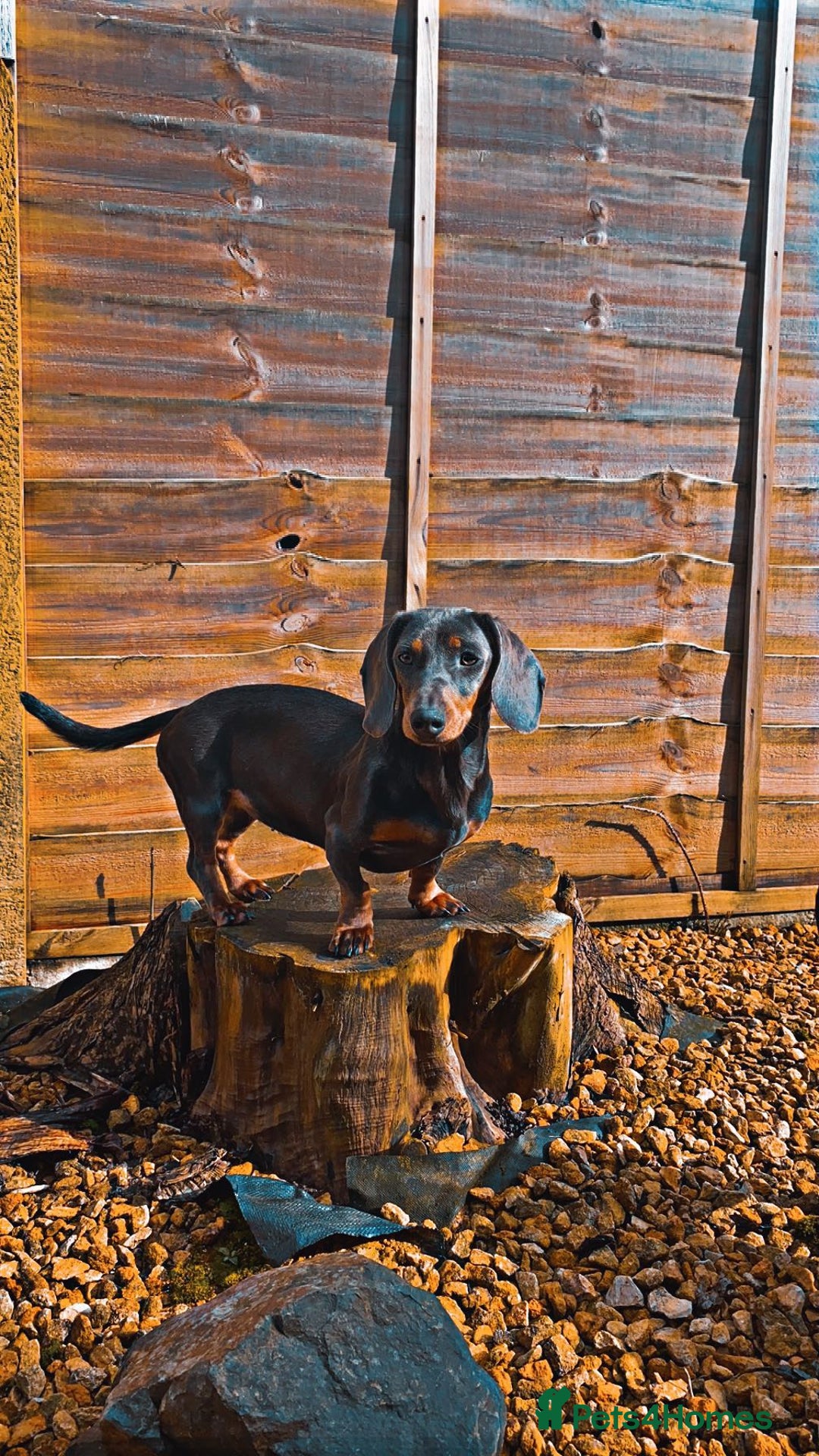 Miniature Dachshund dogs for sale: Mixed litter of beautiful miniature dachshunds  - Image 2