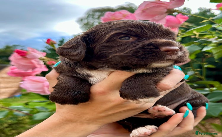 Cocker Spaniel dogs - Advert 8
