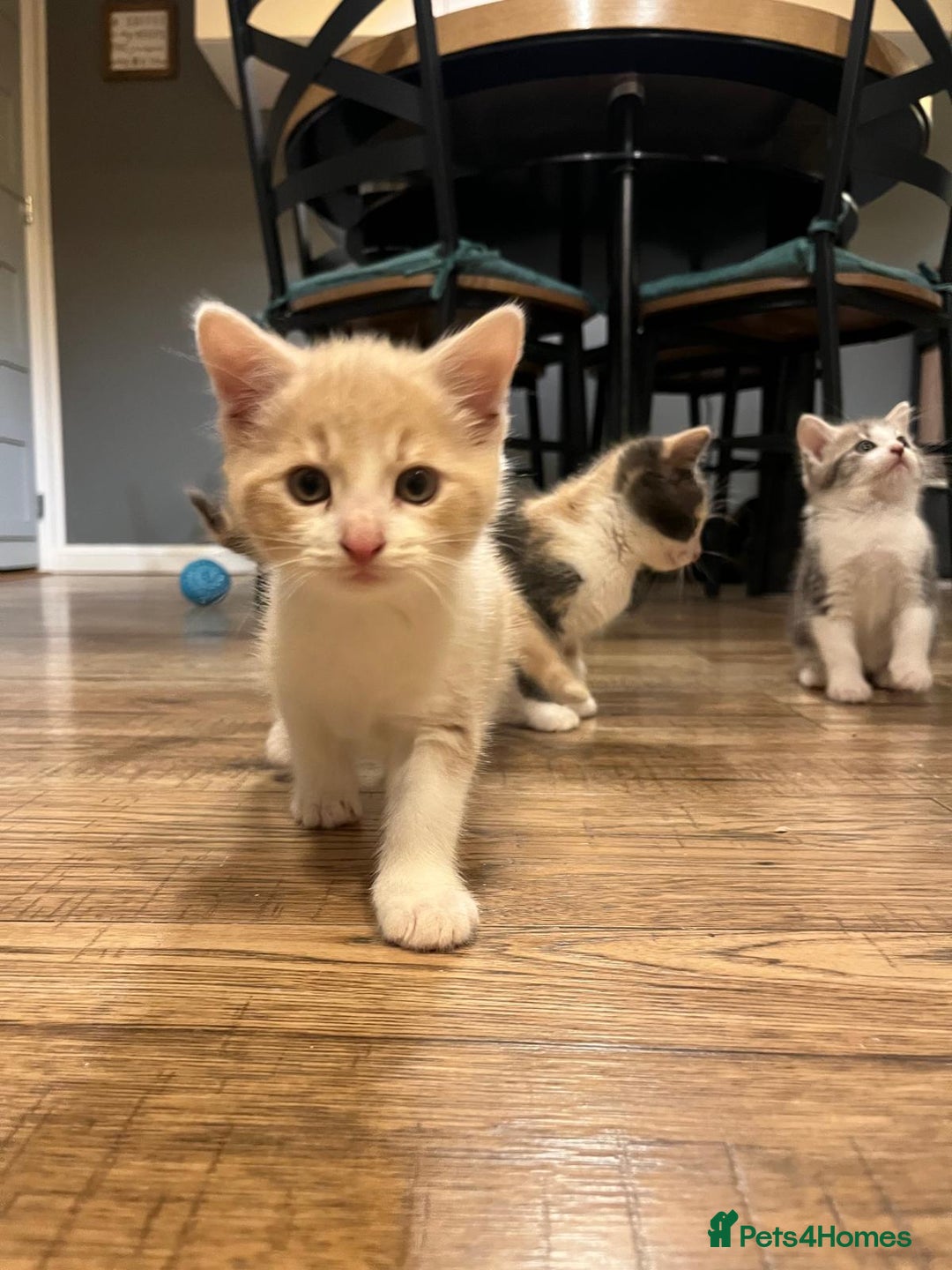 Maine Coon cats for sale: Fluffy crossed maine coon kittens for sale - Image 17