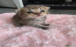 Scottish Fold cats for sale: 5 Beautiful ScottishFolds Kittens - Image 13