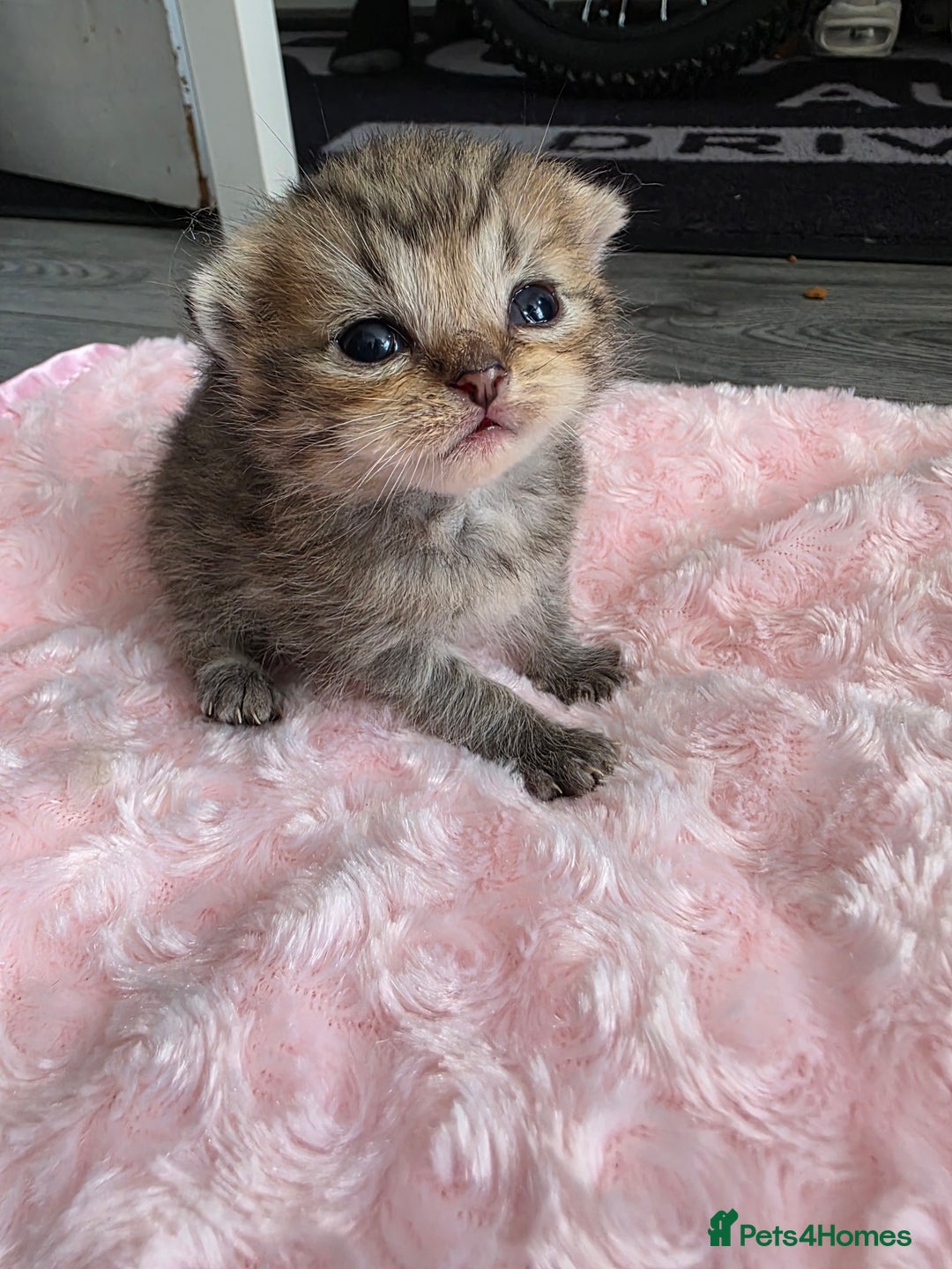 Scottish Fold cats for sale: 5 Beautiful ScottishFolds Kittens - Image 13