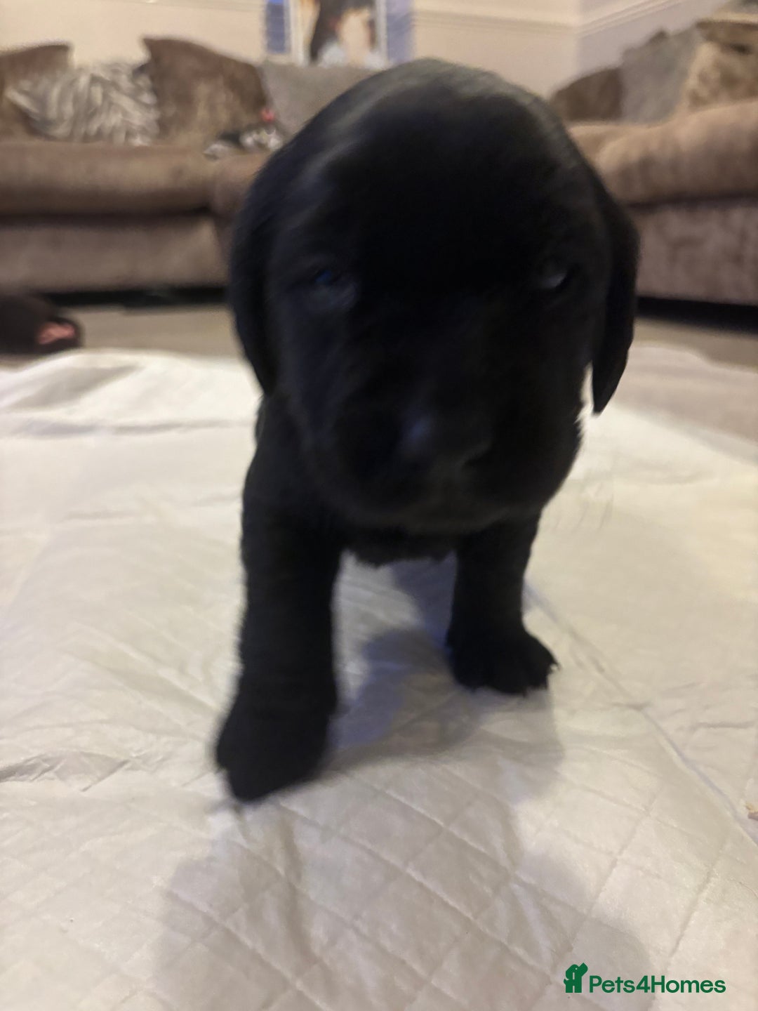 Labrador Retriever dogs for sale: 7 beautiful Labrador puppies red and black  - Advert 9