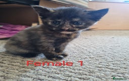 Mixed Breed cats for sale: Kittens for sale - Image 2