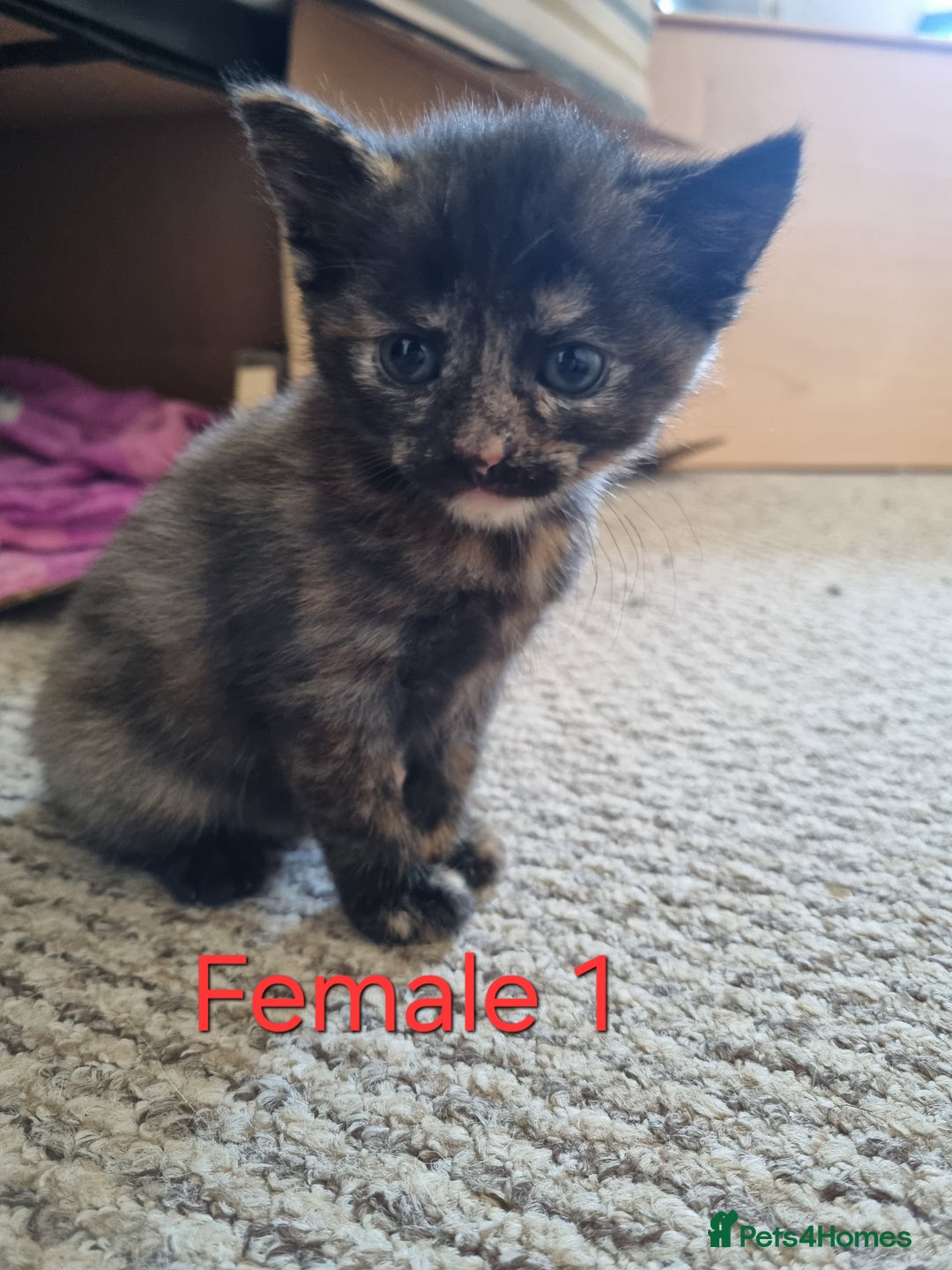 Mixed Breed cats for sale: Kittens for sale - Image 2