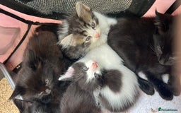 Mixed Breed cats for sale: Kittens  - Image 3