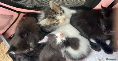 Mixed Breed cats - Advert 6