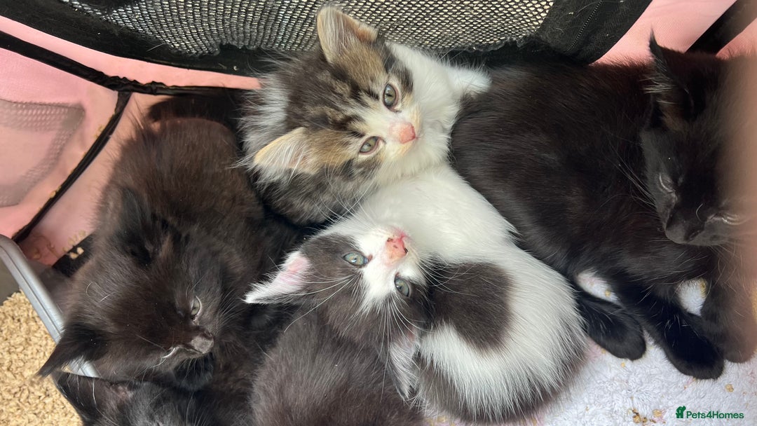 Mixed Breed cats for sale: Kittens  - Image 3