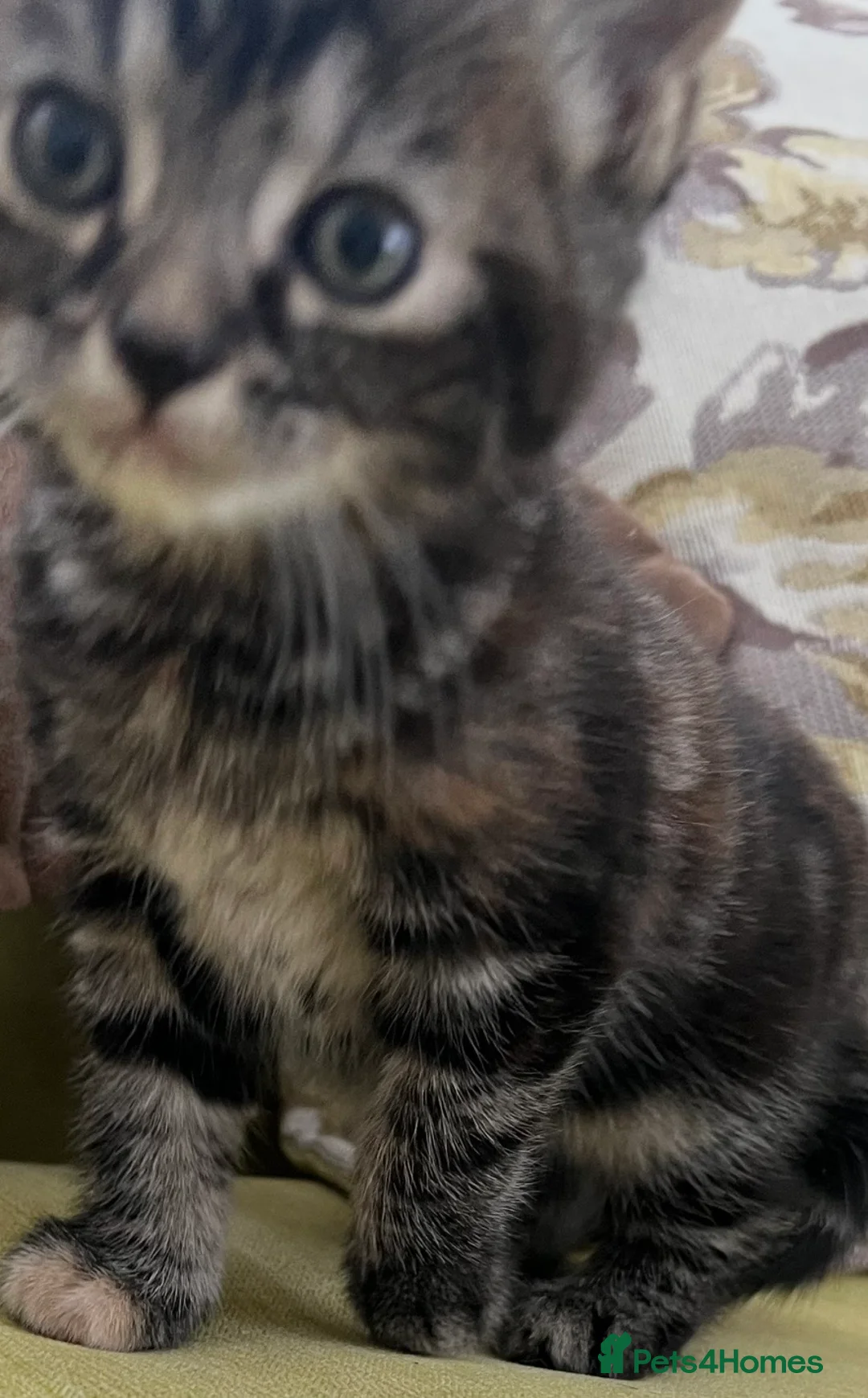 Mixed Breed cats for sale: Filippa’s purr-fect feisty four ❤️❤️❤️❤️ - Advert 2