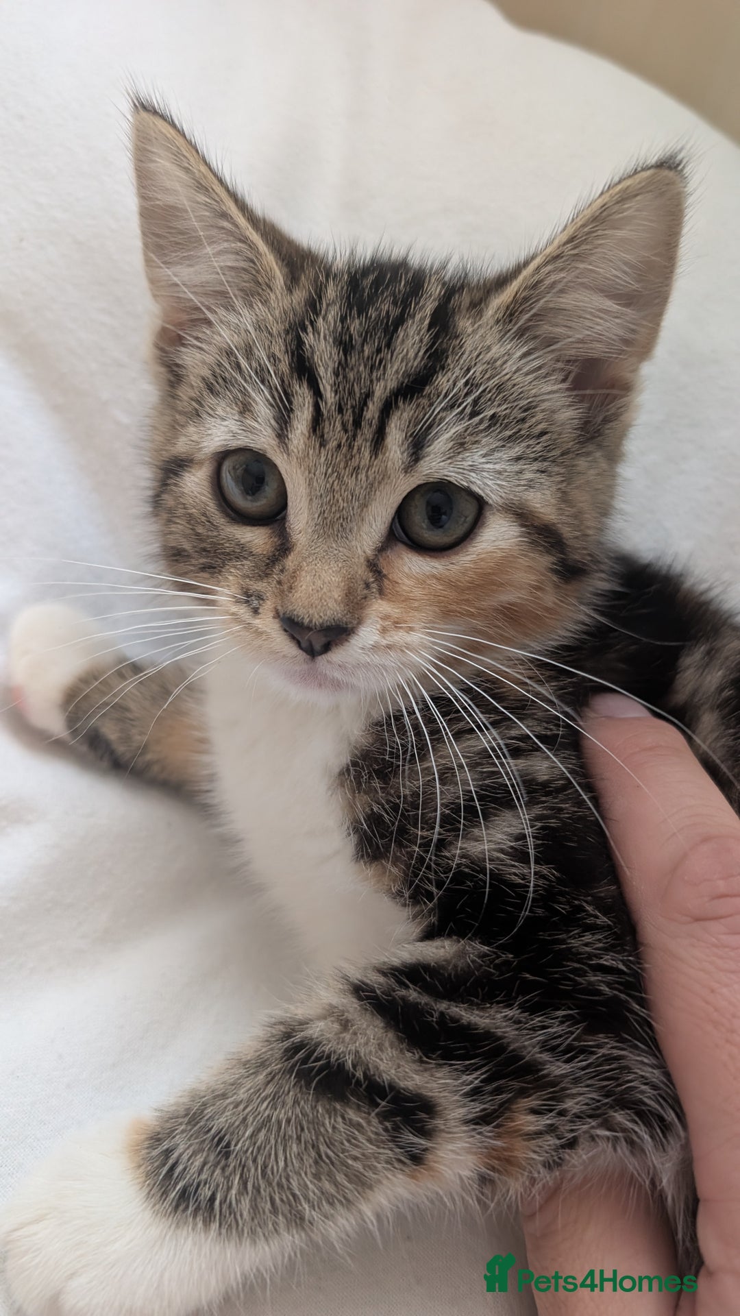 Mixed Breed cats for sale: Litter of 4 Kittens Ready for Their Forever Homes! - Advert 5