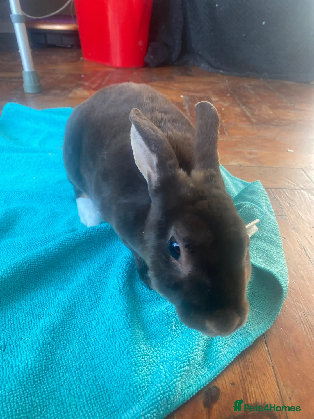 Mini Lop rabbits for sale: Mini Rex rabbit boy in London - Advert 2