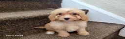 Cavapoo dogs for sale: 1 cavapoo ready now 💙💕 - Advert 4