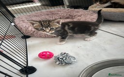 Maine Coon cats for sale: Gorgeous Maine Coon Cross Kittens - Image 23