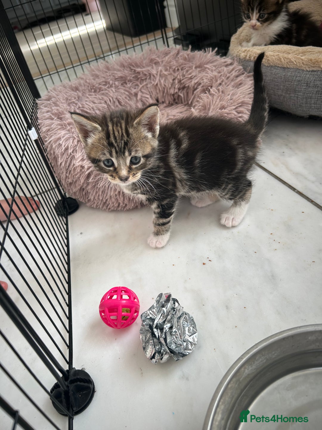 Maine Coon cats for sale: Gorgeous Maine Coon Cross Kittens - Image 23