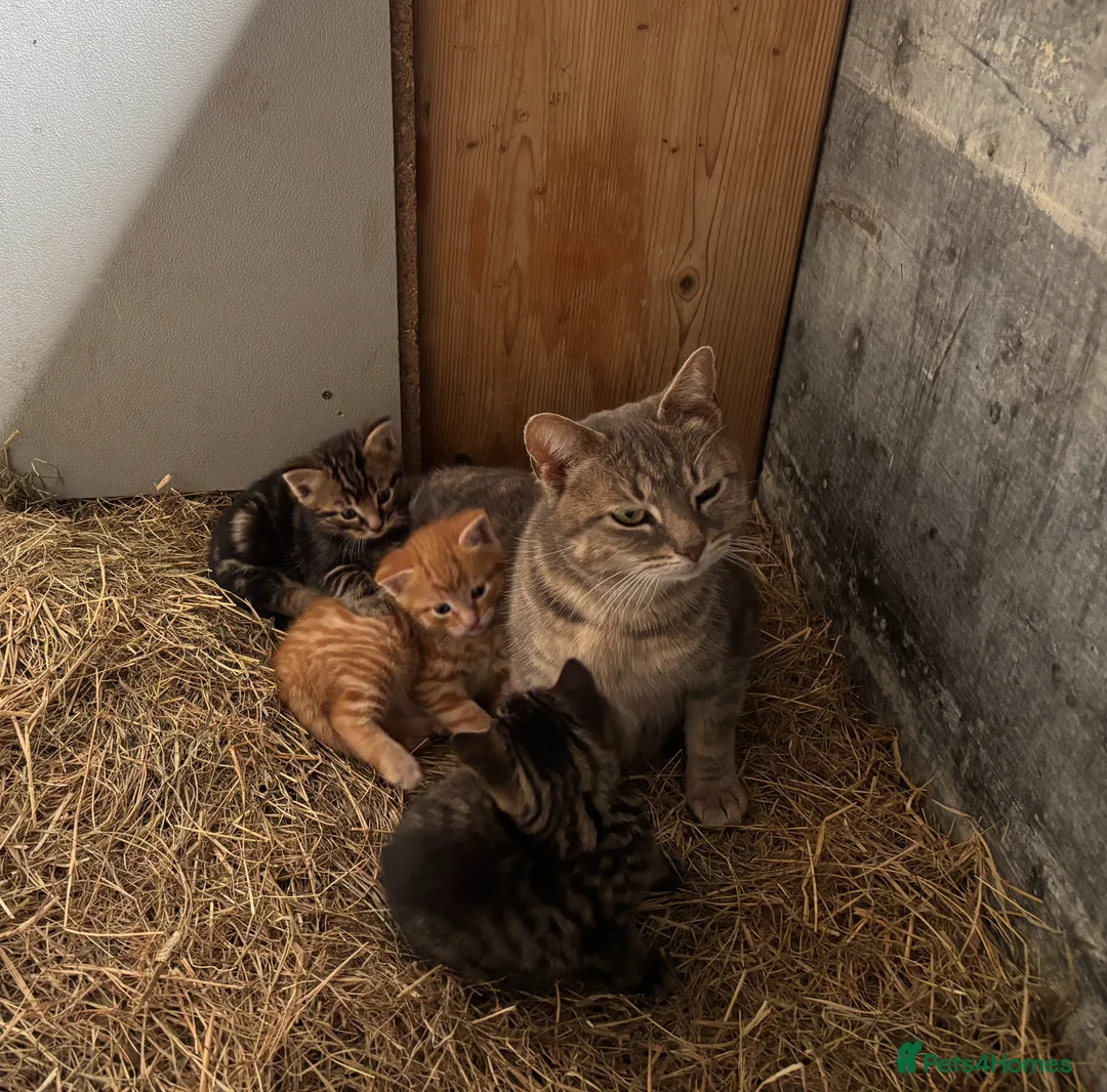 Mixed Breed cats for sale: Gorgeous little litter of friendly kittens - Advert 1