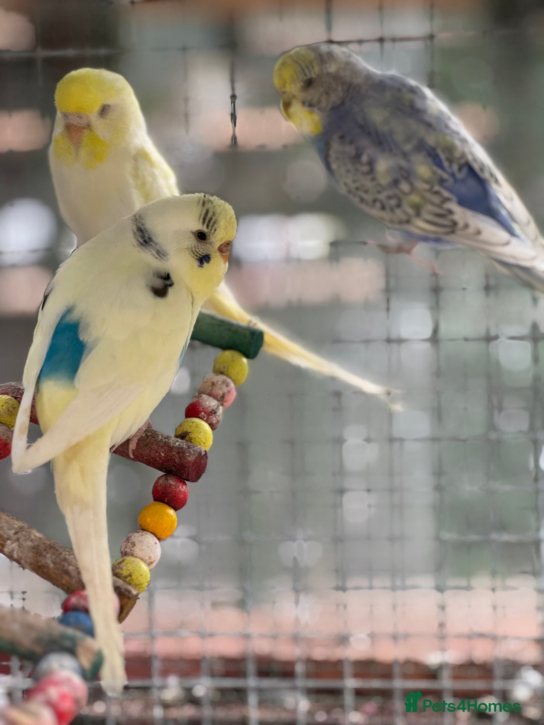 Budgerigars birds for sale: Adorable budgies and cages for sale  - Image 3