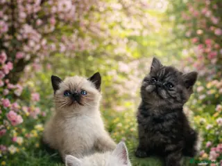 Exotic cats Exotic kittens - Advert 5