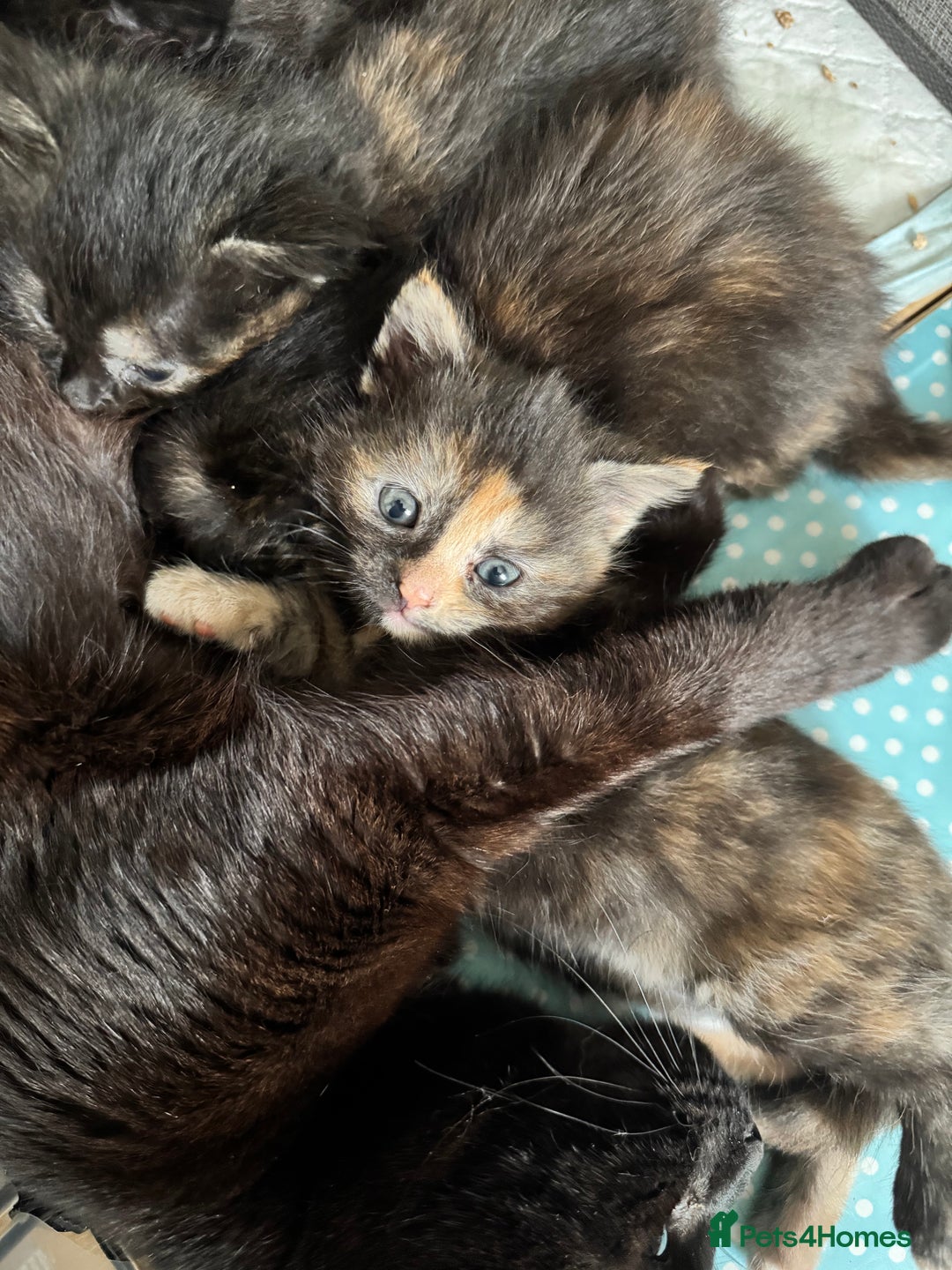British Longhair cats for sale: Longhair & Shorthair Kittens - Image 4