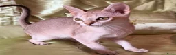 Singapura cats for sale: Rare Breed Singapura Kitten - Advert 15