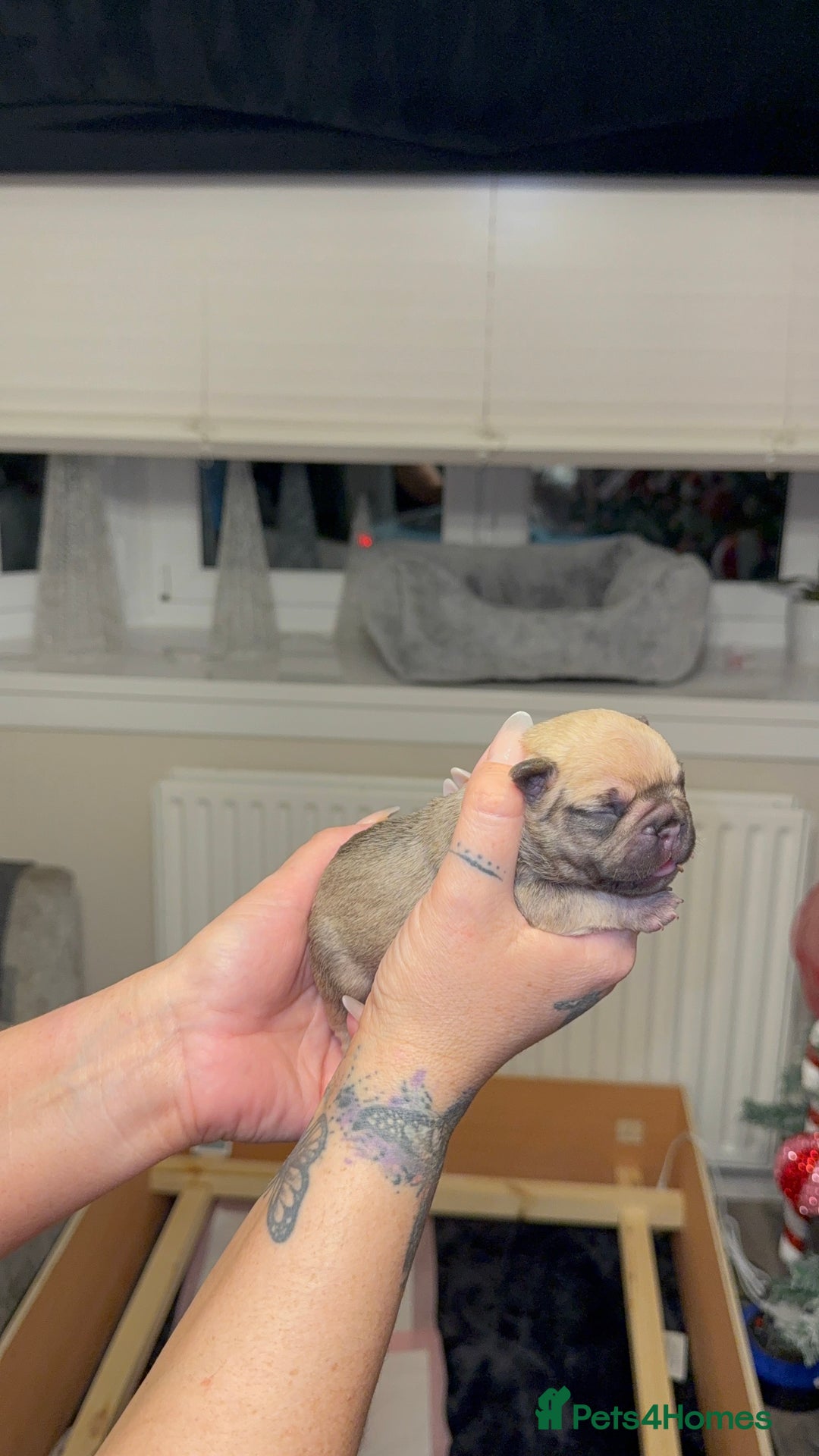 French Bulldog dogs for sale: Elegant Litter of Six KC Registered French Bulldog - Advert 3