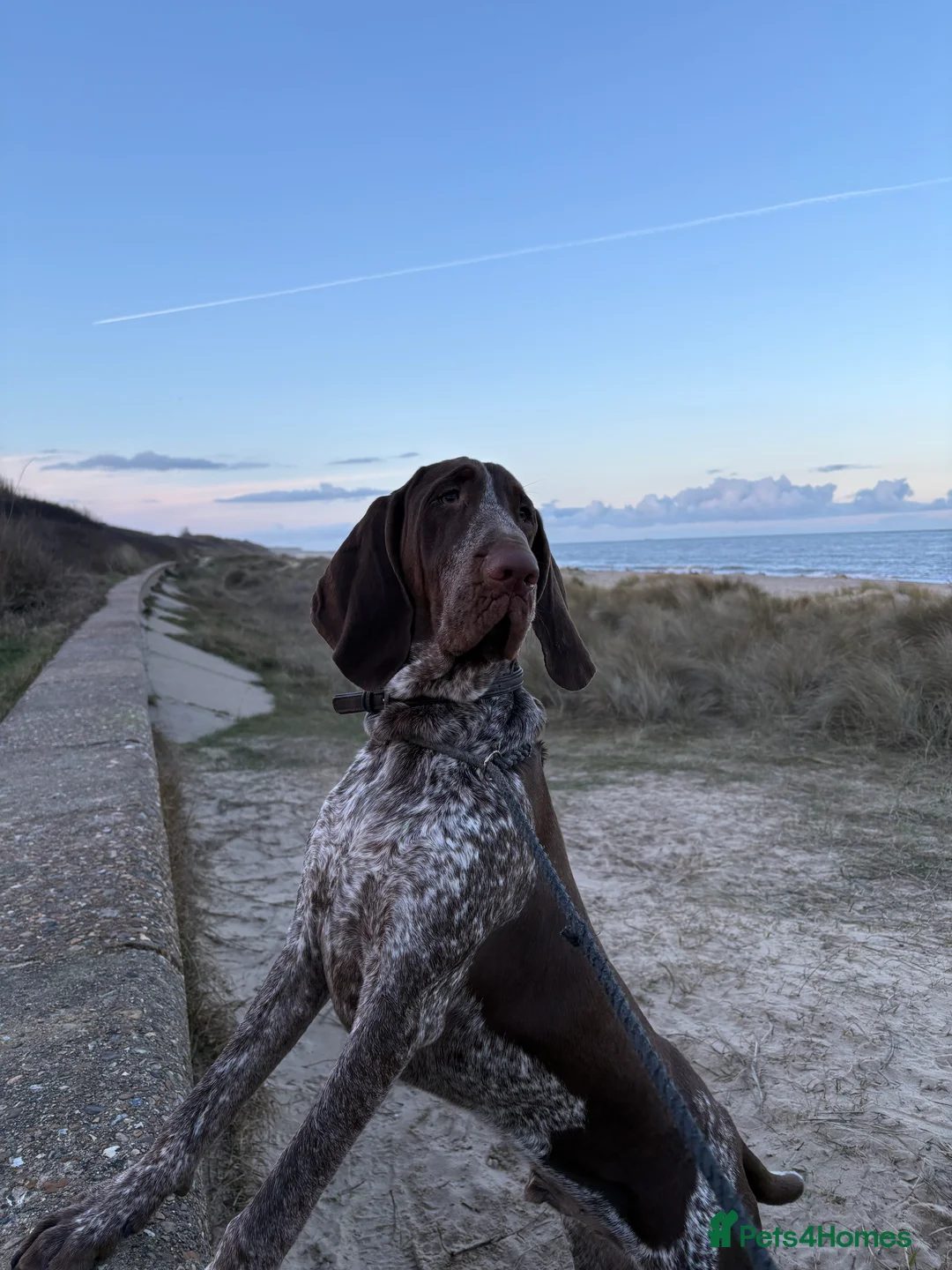 Bracco Italiano dogs for sale: 9 month chestnut boy available - Advert 2