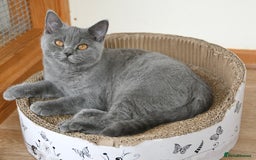 British Shorthair cats for sale: GCCF British Shorthairs Ready now  - Image 6