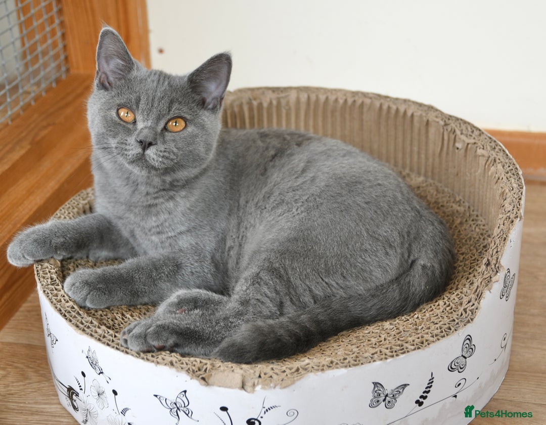 British Shorthair cats for sale: GCCF British Shorthairs Ready now  - Image 6