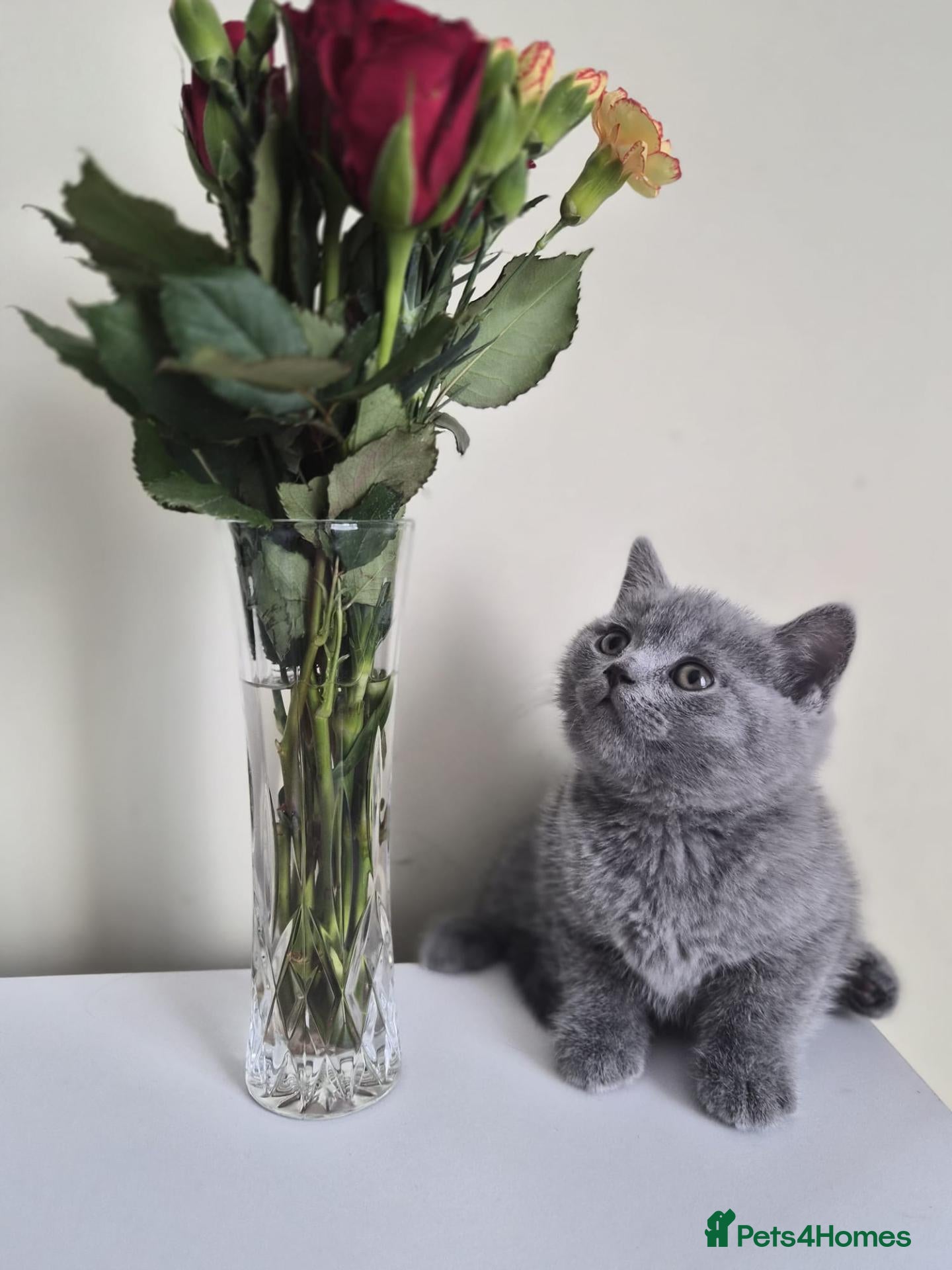 British Shorthair cats Exceptional pedigree British shorthair kittens  😻 - Advert 2