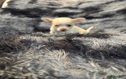 Chihuahua dogs for sale: Chihuahua puppy’s  - Image 35