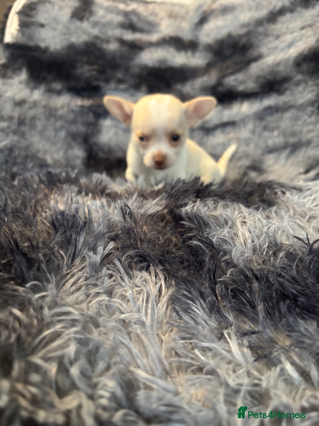 Chihuahua dogs for sale: Chihuahua puppy’s  - Image 35