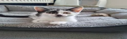 Mixed Breed cats for sale: 1 male 1 female kitten in Runcorn - Advert 3