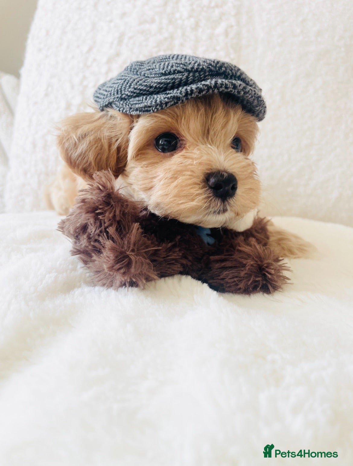 Maltipoo dogs Stunning F1 Toy Maltipoo Puppies - Boy & Girl - Advert 1