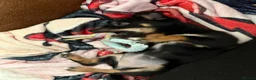 Jack Chi dogs for sale: Skye  - Advert 15