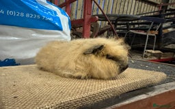 Guinea Pig rodents for sale: Various Swiss Guinea Pigs - Advert 6