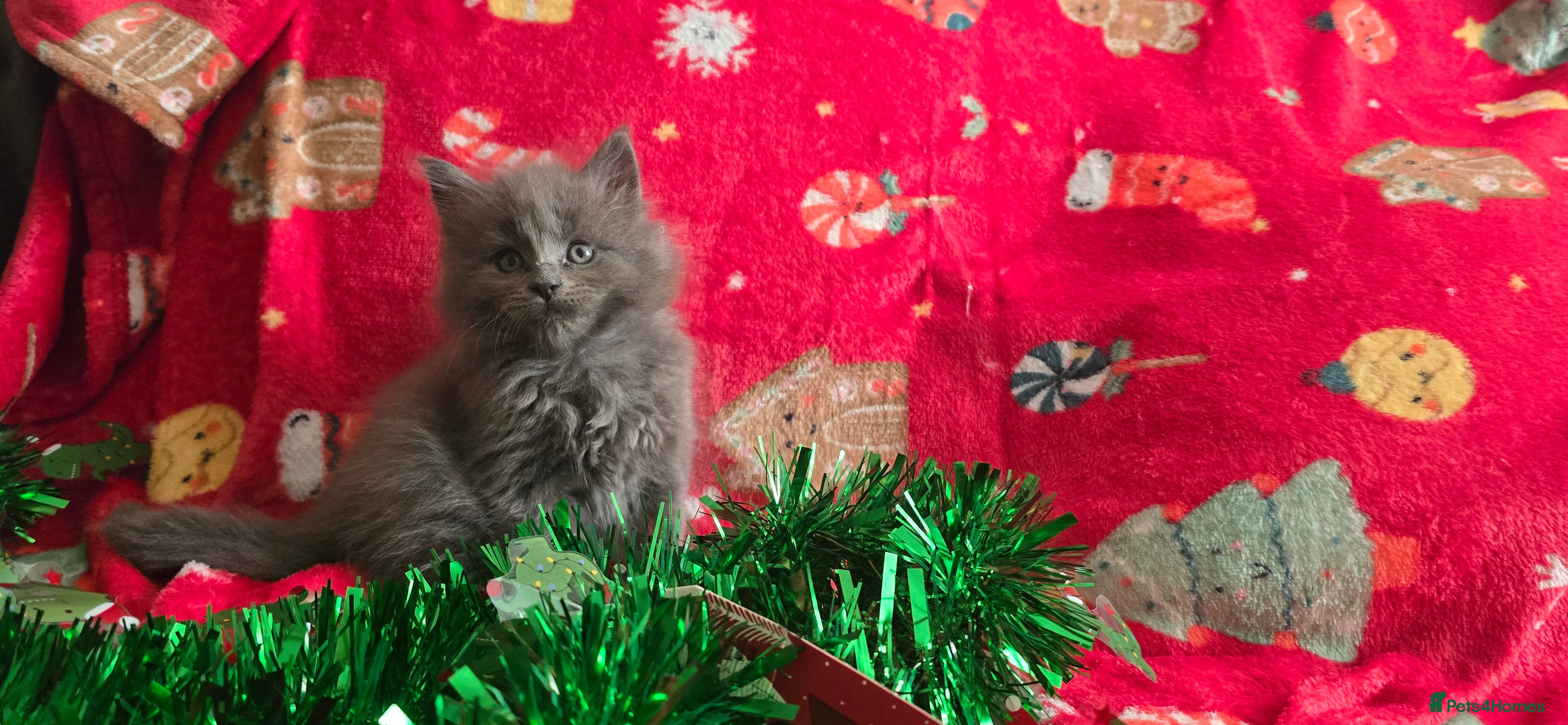 Maine Coon cats Maine Coon Kittens  - Advert 1