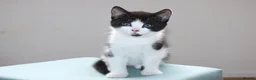 Mixed Breed cats for sale: Boy kitten ready to leave  - Advert 7